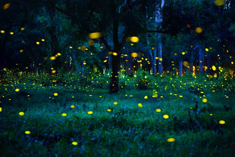 bosco delle lucciole